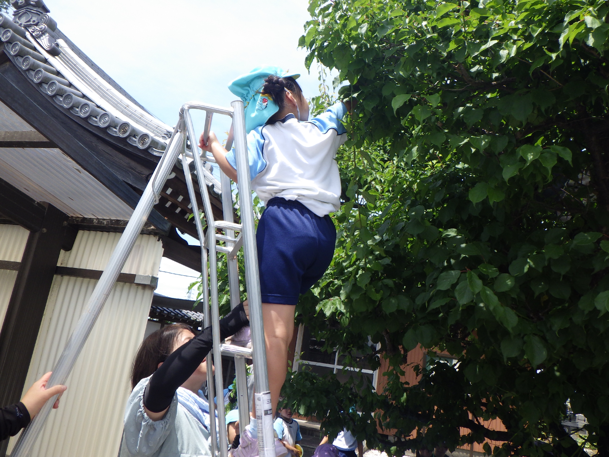 梅狩り